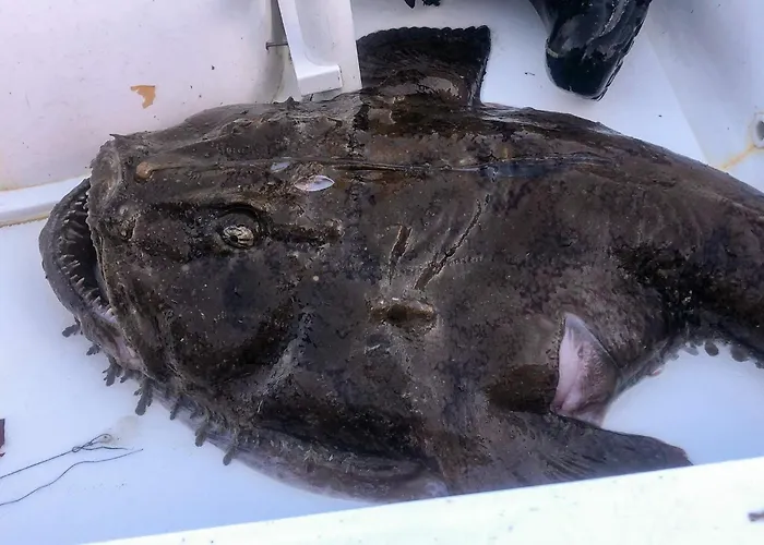 12 Person In Davik Davik (Sogn og Fjordane)